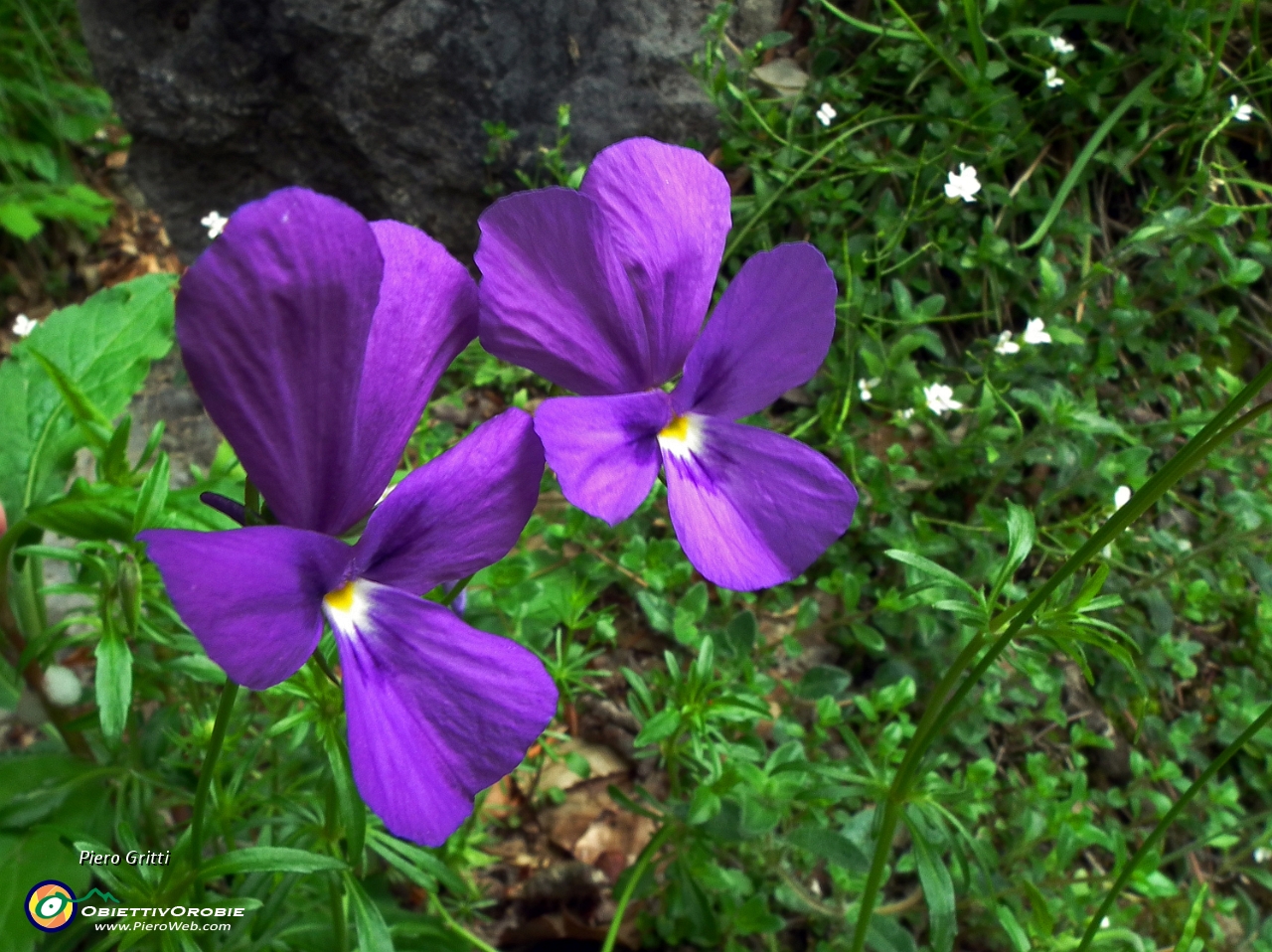 19 violette di Duby....JPG